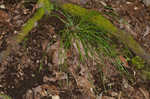 Slender woodland sedge